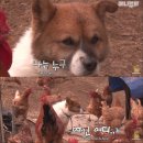 북계농장 Daum카페