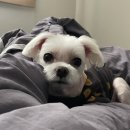 페티포티 | [안산] [화성] 애견미용/ 용품 “페티포티”