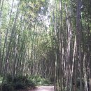 죽림원 이미지