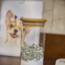 펫오케스트라 반려동물장례식장 이미지