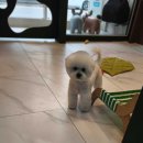 강아지미용실 이미지