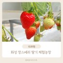 경기도 화성 아이랑 가볼만한곳 딸기농장 장스베리 딸기체험