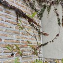 성북동 주민센터 | 성북동 나들이~국시집,아케미,바자회,골목 산책