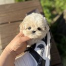 우리집막내 | 우리 집 막내, 관악구 강아지분양 후기: 이곳에서 평생 가족을 만났어요!