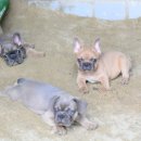 프불리하우스 이미지