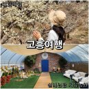 순수오리농장 | 고흥 봄여행 매실 농장 매화꽃 구경, 설레임팜 치유정원 견학