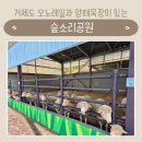 서정목장 | 거제도 아이와 가볼만한 곳 | 모노레일과 양떼목장이 있는 숲소리공원 (먹이주기 가능)