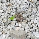 알콩쌀콩 등대마을 이미지