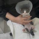 고양이 미용실 안냥 이미지