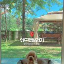 강원사료 | [강원 애견동반 펜션] 횡성 위드펫빌리지 | 서울에서...개별수영장·반려견 운동장까지! 그린룸 솔직후기
