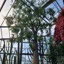 선인장 | 창원수목원 선인장 온실 대형 부겐빌리아와 각종 선인장 후기