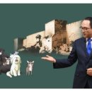 개들의성 이미지