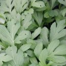 참나물 씨앗 10분 줄콩박씨 이미지