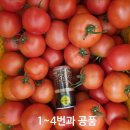 싱싱하고 단단한 유럽종완숙 찰토마토 판매합니다. 이미지