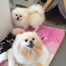 멍멍제과 이미지