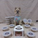 제이펫컴퍼니 | 우리 강아지 기념일 케이크엔 프리미엄 펫푸드 "펫뜰리愛"