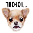 슈가팸팸 이미지