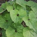 꽃골농장 이미지