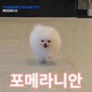 쓰담쓰담애견샵 이미지