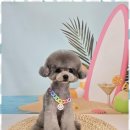 유지네 애견미용샵 이미지