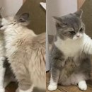 애정그루밍 이미지