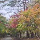 필례약수 단풍 이미지