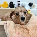 펫지살롱 이미지