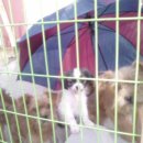 평강공주 이미지