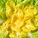 조은세상영농조합법인 | 6시내고향 진도 봄동 택배 주문 농장 조은세상영농조합법인 홍보장사만만세