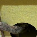 멍캣 | [고양이 숨숨집] 멍묘인 고양이 펠트 3단 캣타워 찐 후기