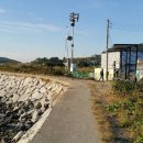 옹진해머금 이미지