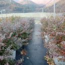 백일농장 이미지