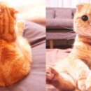 미모고양이 이미지