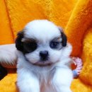 MIMIPET (미미펫) | 광주애견분양 애견샵 소울메이트 미미