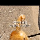 웃긴 반려동물 이미지