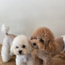 코모네 펫하우스 이미지