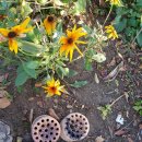 왕대박석쇠구이 이미지