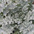 천지농장 이미지