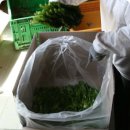 쌈채우리 이미지