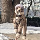 애견# 쇼핑하우