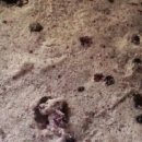 부여중앙시장 이미지