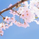 작당모의 이미지