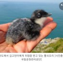 마라도 최상위 포식자 '고양이'…주민 "섬밖으로 반출" 이미지