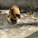 사송초등학교 | [성남/수정] 사송