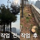 고등동 82-1 ~ 고등동 86-2 | 빌라 화단 나무벌목 키큰나무 자르기