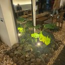 금화빌딩 | 성남 대형 카페 130평 랑데자뷰 분당서현점 주차 가능 애견동반카페 내돈내산 후기