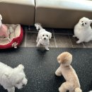 드림유치원 이미지