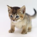 도그마루 강아지고양이 안양점 이미지