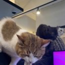 고양이PC&카페 이미지