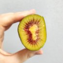 선돌농장 | 제주선돌농장 고당도 레드키위 후숙하니 엄청 달달